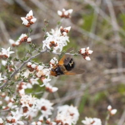 Microtropesa sp. (genus) (Tachinid fly) at Theodore, ACT - 10 Sep 2021 by RAllen