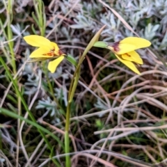 Diuris chryseopsis (Golden Moth) at Lions Youth Haven - Westwood Farm A.C.T. - 11 Sep 2021 by HelenCross