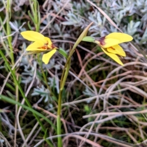 Diuris chryseopsis at Tuggeranong DC, ACT - 11 Sep 2021