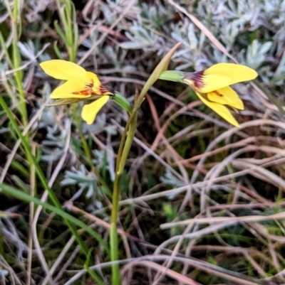 Diuris chryseopsis (Golden Moth) at Tuggeranong DC, ACT - 11 Sep 2021 by HelenCross