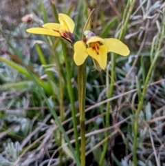 Diuris chryseopsis at Tuggeranong DC, ACT - 11 Sep 2021