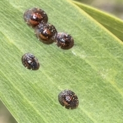 Coccidae sp. (family) (Unidentified coccid scale insect) at Murrumbateman, NSW - 11 Sep 2021 by SimoneC