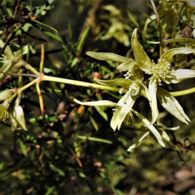 Clematis leptophylla (Small-leaf Clematis, Old Man's Beard) at Mount Taylor - 3 Sep 2021 by JohnBundock