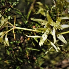 Clematis leptophylla (Small-leaf Clematis, Old Man's Beard) at Kambah, ACT - 3 Sep 2021 by JohnBundock