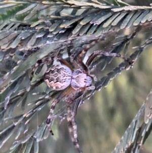 Araneus hamiltoni at Murrumbateman, NSW - 10 Sep 2021