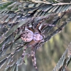 Araneus hamiltoni (Hamilton's Orb Weaver) at Murrumbateman, NSW - 10 Sep 2021 by SimoneC