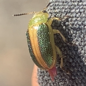 Calomela parilis at Corrowong, NSW - 11 Sep 2021