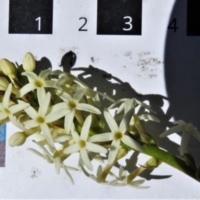 Stackhousia monogyna (Creamy Candles) at Bullen Range - 11 Sep 2021 by JohnBundock