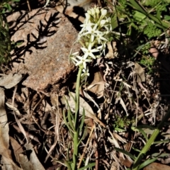 Stackhousia monogyna at Tuggeranong DC, ACT - 11 Sep 2021