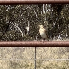 Anthus australis (Australian Pipit) at Tombong, NSW - 3 Sep 2021 by BlackFlat