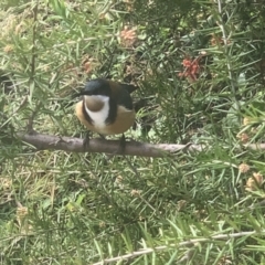 Acanthorhynchus tenuirostris (Eastern Spinebill) at Corrowong, NSW - 28 Aug 2021 by BlackFlat