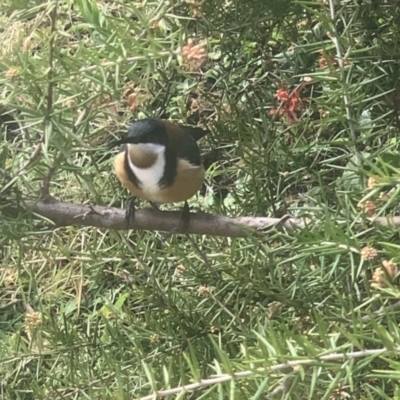 Acanthorhynchus tenuirostris (Eastern Spinebill) at Corrowong, NSW - 27 Aug 2021 by BlackFlat