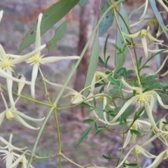 Clematis leptophylla (Small-leaf Clematis, Old Man's Beard) at Black Flat at Corrowong - 28 Aug 2021 by BlackFlat