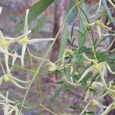 Clematis leptophylla (Small-leaf Clematis, Old Man's Beard) at Black Flat at Corrowong - 28 Aug 2021 by BlackFlat