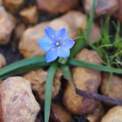 Chamaescilla corymbosa (Blue Stars) at Flinders Chase, SA - 11 Sep 2021 by laura.williams