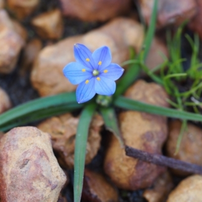 Chamaescilla corymbosa (Blue Stars) at Flinders Chase National Park - 11 Sep 2021 by laura.williams