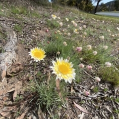 Leucochrysum albicans (Hoary Sunray) at Isaacs, ACT - 10 Sep 2021 by RAllen