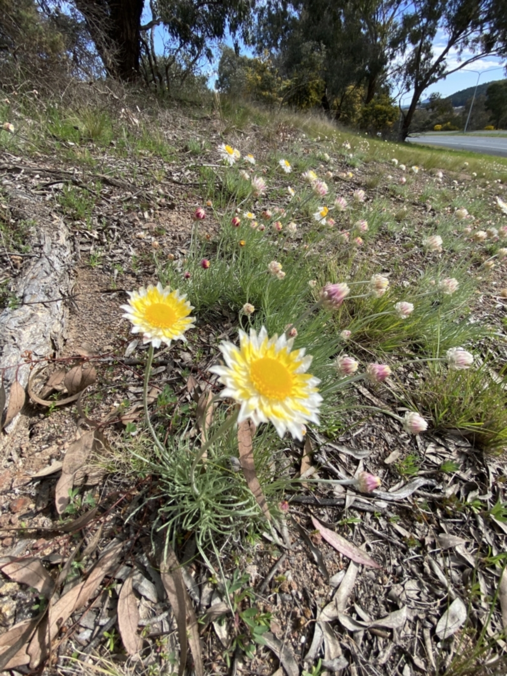 Leucochrysum albicans at Isaacs, ACT - 10 Sep 2021