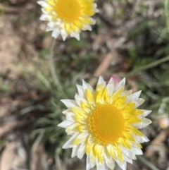 Leucochrysum albicans at Isaacs, ACT - 10 Sep 2021