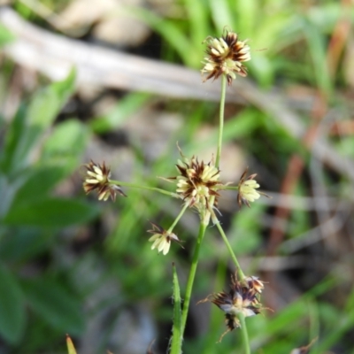 Luzula meridionalis (Common Woodrush) at Farrer Ridge - 8 Sep 2021 by MatthewFrawley