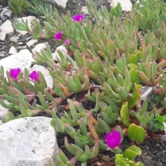 Carpobrotus rossii (Pigface) at Flinders Chase National Park - 5 Sep 2021 by laura.williams