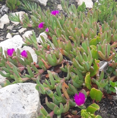 Carpobrotus rossii (Pigface) at Flinders Chase, SA - 5 Sep 2021 by laura.williams