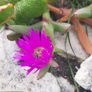 Carpobrotus rossii at Flinders Chase, SA - 5 Sep 2021 12:49 PM