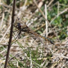 Hemicordulia tau (Tau Emerald) at Aranda Bushland - 11 Sep 2021 by Tammy