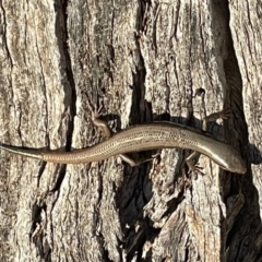 Morethia boulengeri (Boulenger's Skink) at Gungaderra Grasslands - 11 Sep 2021 by Intineratingfamily