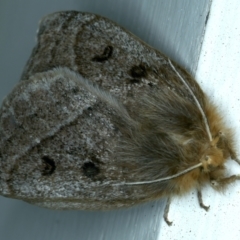 Anthela ocellata at Ainslie, ACT - 10 Sep 2021