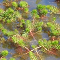 Myriophyllum sp. (Water-milfoil) at Tuggeranong DC, ACT - 8 Sep 2021 by MatthewFrawley