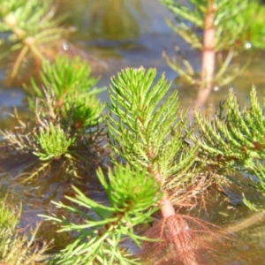 Myriophyllum sp. at Tuggeranong DC, ACT - 8 Sep 2021 03:45 PM