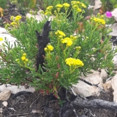 Senecio pinnatifolius at Flinders Chase National Park - 5 Sep 2021 by laura.williams