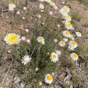 Leucochrysum albicans subsp. tricolor at Isaacs, ACT - 10 Sep 2021