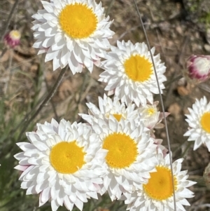 Leucochrysum albicans subsp. tricolor at Isaacs, ACT - 10 Sep 2021