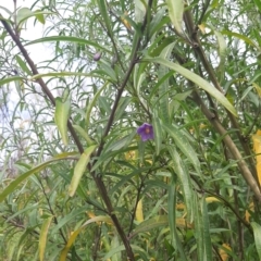 Solanum simile at Flinders Chase, SA - 5 Sep 2021 by laura.williams