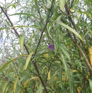 Solanum simile at Flinders Chase, SA - 5 Sep 2021