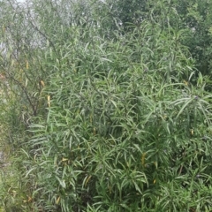 Solanum simile at Flinders Chase, SA - 5 Sep 2021 12:12 PM