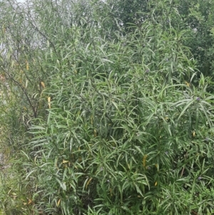 Solanum simile at Flinders Chase, SA - 5 Sep 2021
