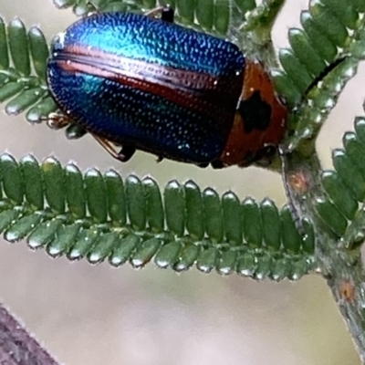 Calomela curtisi (Acacia leaf beetle) at Theodore, ACT - 10 Sep 2021 by RAllen