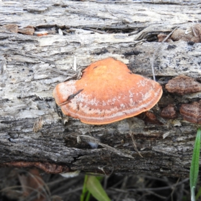 Trametes coccinea (Scarlet Bracket) at Tuggeranong DC, ACT - 8 Sep 2021 by MatthewFrawley