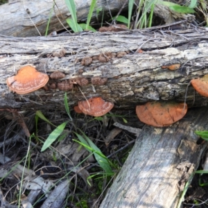 Trametes coccinea at Tuggeranong DC, ACT - 8 Sep 2021 03:36 PM