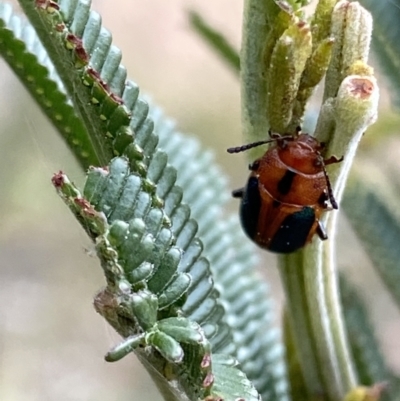 Calomela curtisi (Acacia leaf beetle) at Theodore, ACT - 10 Sep 2021 by RAllen