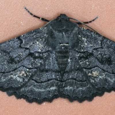 Melanodes anthracitaria (Black Geometrid) at Ainslie, ACT - 10 Sep 2021 by jb2602