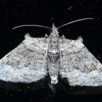 Phrissogonus laticostata (Apple looper moth) at Ainslie, ACT - 10 Sep 2021 by jbromilow50