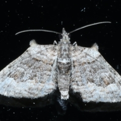Phrissogonus laticostata (Apple looper moth) at Ainslie, ACT - 10 Sep 2021 by jbromilow50