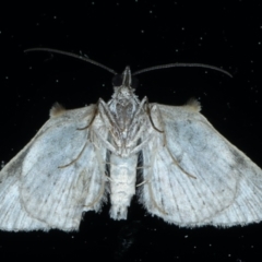 Phrissogonus laticostata at Ainslie, ACT - 10 Sep 2021 09:33 PM