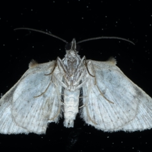Phrissogonus laticostata at Ainslie, ACT - 10 Sep 2021