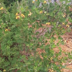 Goodia lotifolia (Golden Tip) at Flinders Chase National Park - 5 Sep 2021 by laura.williams