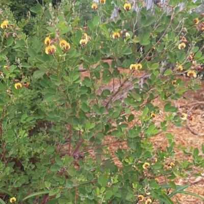 Goodia lotifolia (Golden Tip) at Flinders Chase National Park - 5 Sep 2021 by laura.williams